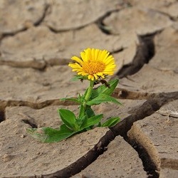 Klimafolgen und L&ouml;sungen &nbsp; &nbsp;