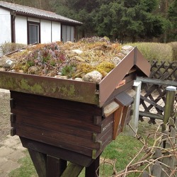 Klimawandel auch im Kleingarten!     