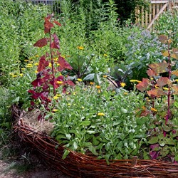 Vom Kleingarten zum „Klimagarten“
